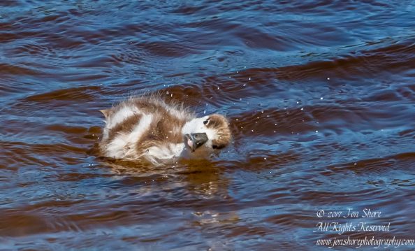 Common Shelduck ducklings Jurmala Latvia. Nikkor 300mm