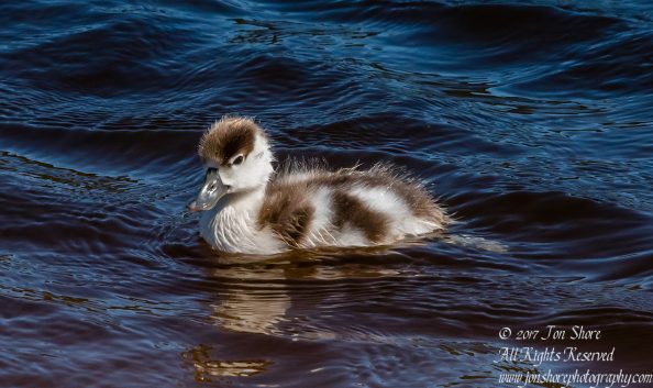 Common Shelduck duckling Jurmala Latvia. Nikkor 300mm
