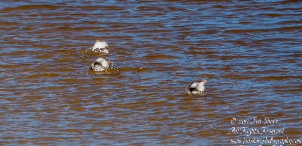 Common Shelduck ducklings Jurmala Latvia. Nikkor 300mm