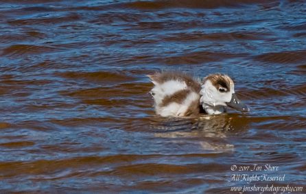 Common Shelduck ducklings Jurmala Latvia. Nikkor 300mm