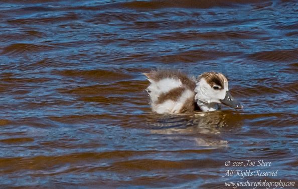 Common Shelduck ducklings Jurmala Latvia. Nikkor 300mm