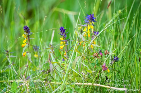 Cow Wheat Kemeri National Park Latvia. Nikkor 300mm