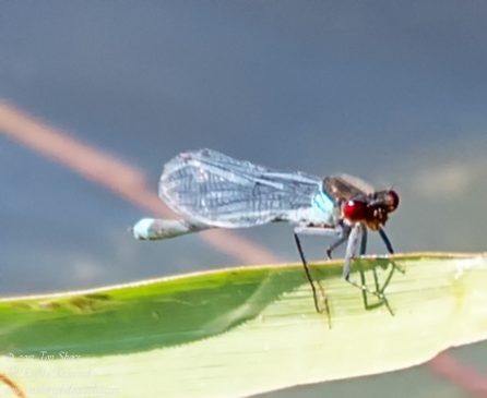 Damselfly. Nikkor 300mm