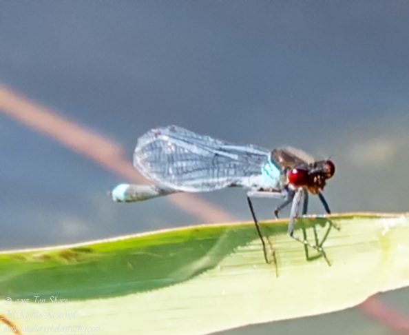 Damselfly. Nikkor 300mm