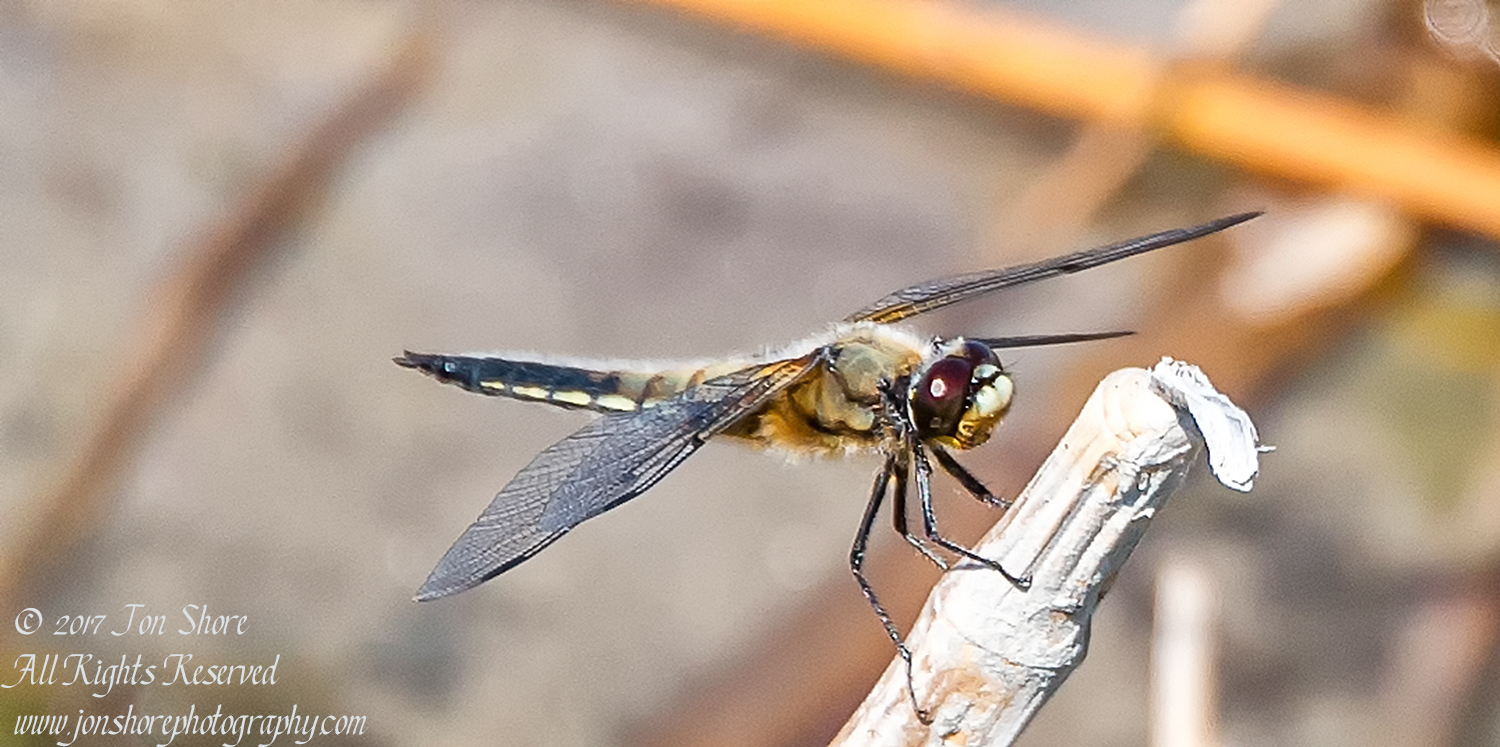 Dragonfly. Nikkor 300mm