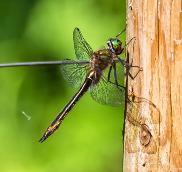 Dragonfly. Nikkor 300mm