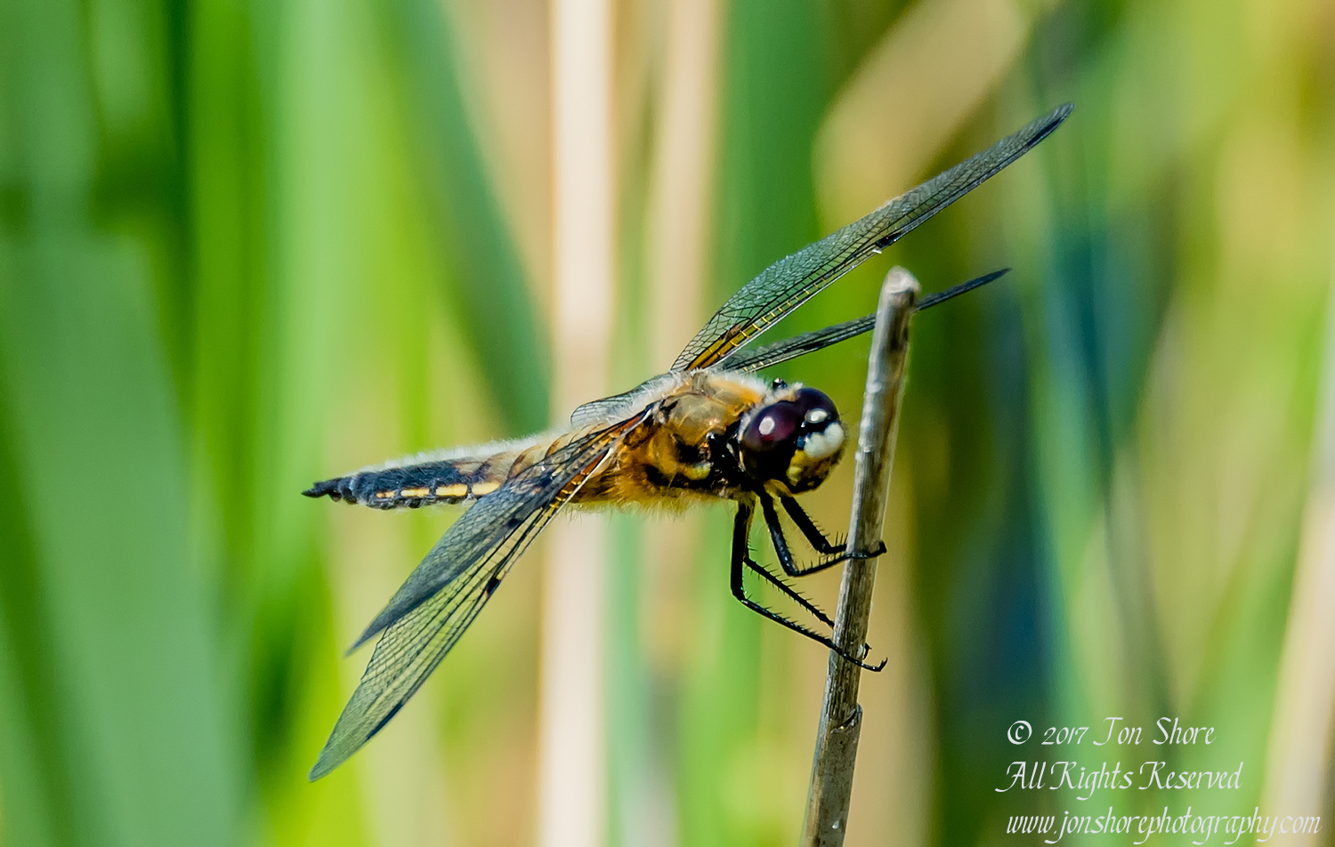 Dragonfly Kemeri National Park Latvia Spring 2017. Nikkor 300mm