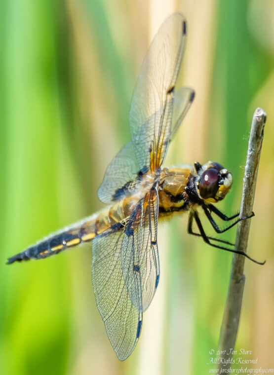 Dragonfly Kemeri National Park Latvia Spring 2017. Nikkor 300mm