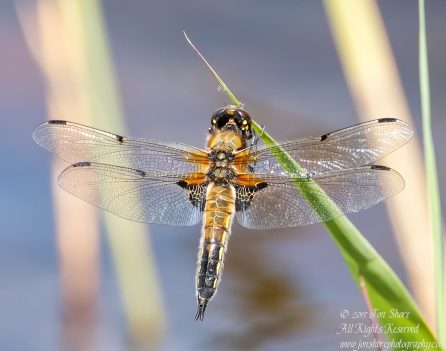 Dragonfly Kemeri National Park Latvia Spring 2017. Nikkor 300mm