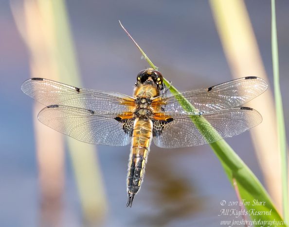 Dragonfly Kemeri National Park Latvia Spring 2017. Nikkor 300mm