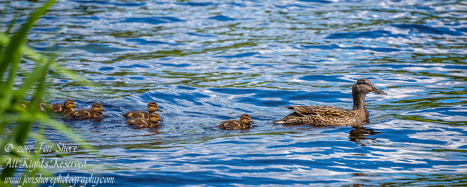 Mama Mallard Duck and Ducklings. Riga, Latvia. Nikkor 300mm