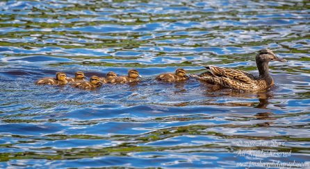 Mama Mallard Duck and Ducklings. Riga, Latvia. Nikkor 300mm