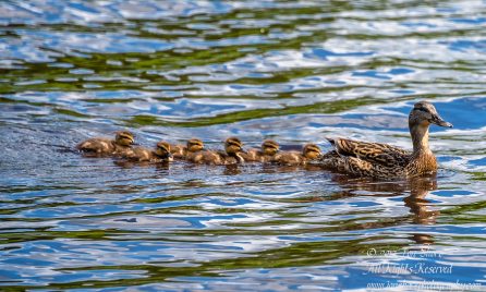 Mama Mallard Duck and Ducklings. Riga, Latvia. Nikkor 300mm