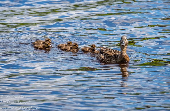 Mama Mallard Duck and Ducklings. Riga, Latvia. Nikkor 300mm
