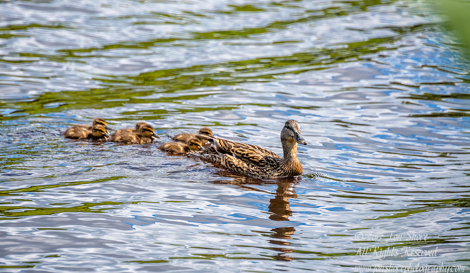 Mama Mallard Duck and Ducklings. Riga, Latvia. Nikkor 300mm
