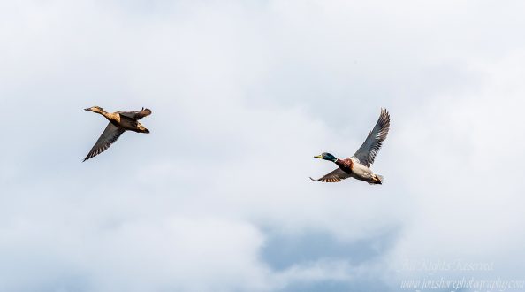 Mallard ducks flying. Nikkor 300mm