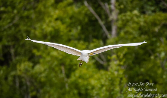 Great White Egret, Kemeri National Park, Latvia. Tamron 600mm