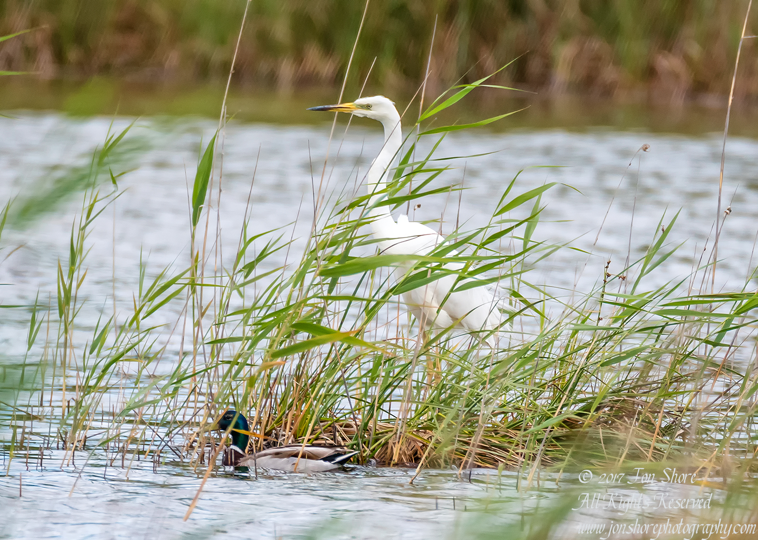 Great White Egret with Mallard Duck, Kemeri National Park, Latvia. Tamron 600mm