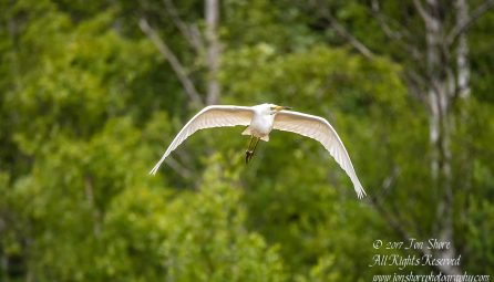Great White Egret, Kemeri National Park, Latvia. Tamron 600mm