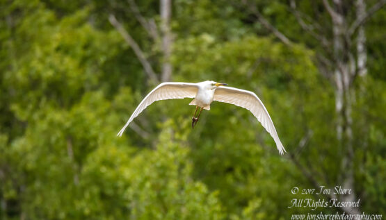 Great White Egret, Kemeri National Park, Latvia. Tamron 600mm