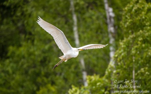 Great White Egret, Kemeri National Park, Latvia. Tamron 600mm
