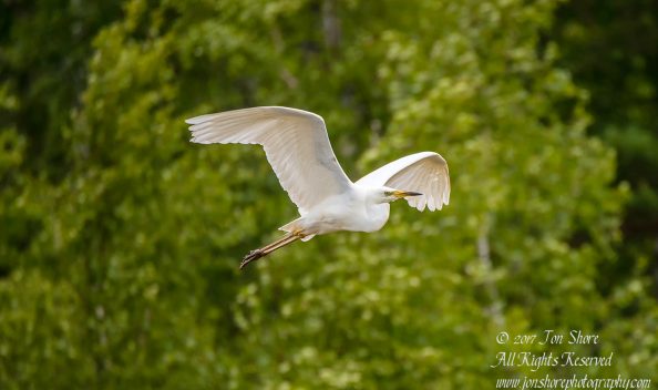 Great White Egret, Kemeri National Park, Latvia. Tamron 600mm