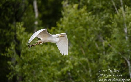 Great White Egret, Kemeri National Park, Latvia. Tamron 600mm