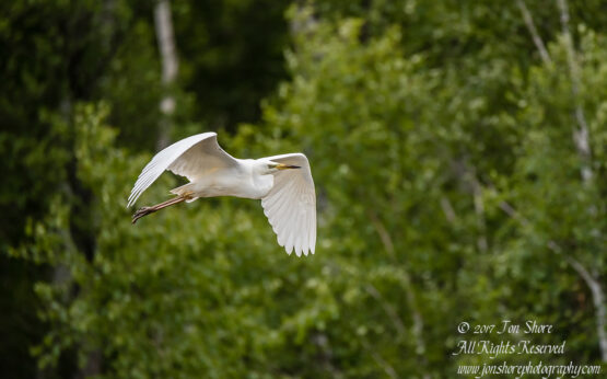 Great White Egret, Kemeri National Park, Latvia. Tamron 600mm