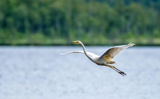 Great White Egret, Kemeri National Park, Latvia. Tamron 600mm