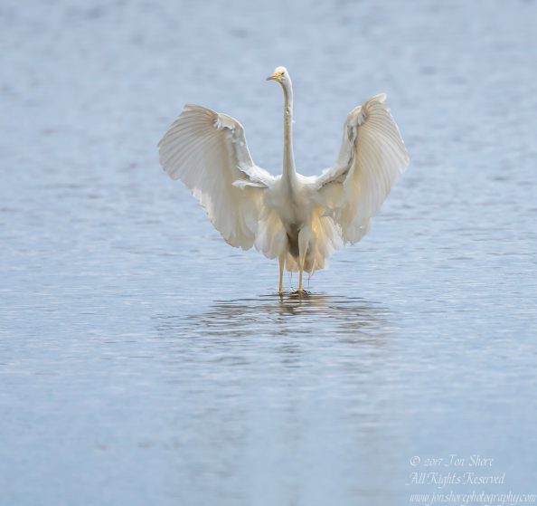Great White Egret, Kemeri National Park, Latvia. Tamron 600mm