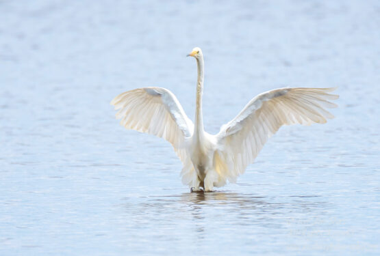 Great White Egret, Kemeri National Park, Latvia. Tamron 600mm