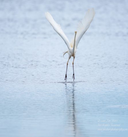 Great White Egret, Kemeri National Park, Latvia. Tamron 600mm