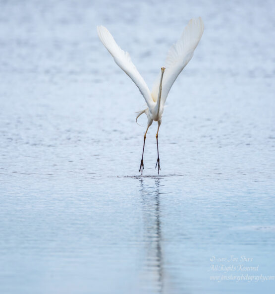 Great White Egret, Kemeri National Park, Latvia. Tamron 600mm