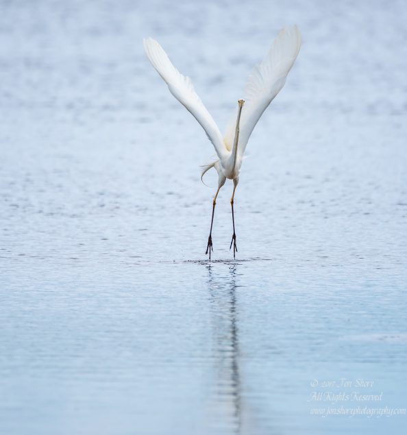 Great White Egret, Kemeri National Park, Latvia. Tamron 600mm