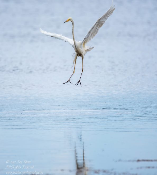 Great White Egret, Kemeri National Park, Latvia. Tamron 600mm