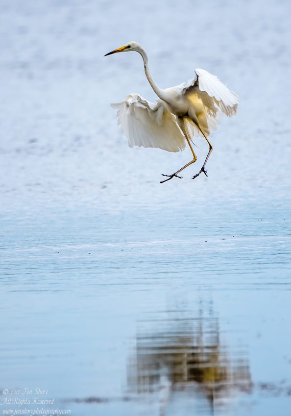 Great White Egret, Kemeri National Park, Latvia. Tamron 600mm
