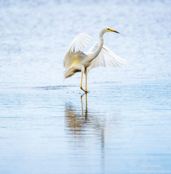 Great White Egret, Kemeri National Park, Latvia. Tamron 600mm