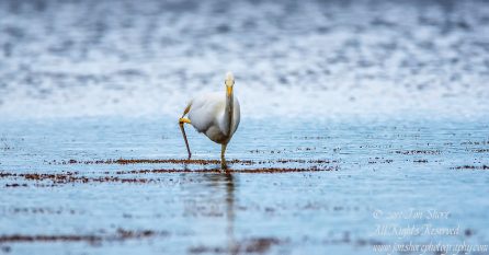 Great White Egret, Kemeri National Park, Latvia. Tamron 600mm