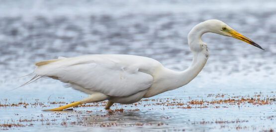 Great White Egret, Kemeri National Park, Latvia. Tamron 600mm