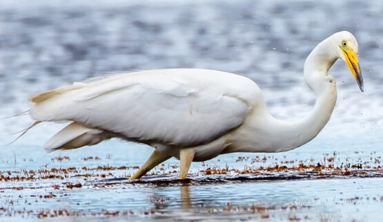 Great White Egret, Kemeri National Park, Latvia. Tamron 600mm