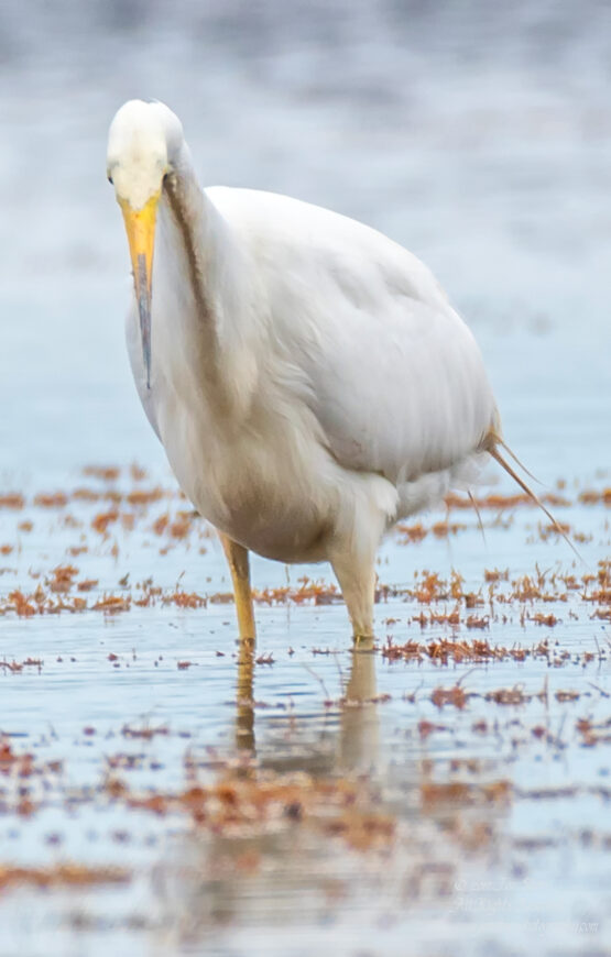 Great White Egret, Kemeri National Park, Latvia. Tamron 600mm