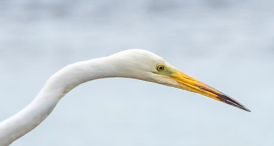 Great White Egret, Kemeri National Park, Latvia. Tamron 600mm
