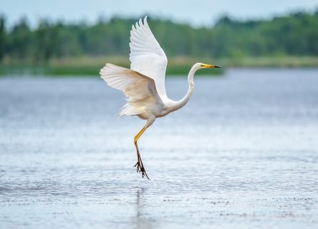 Great White Egret, Kemeri National Park, Latvia. Tamron 600mm