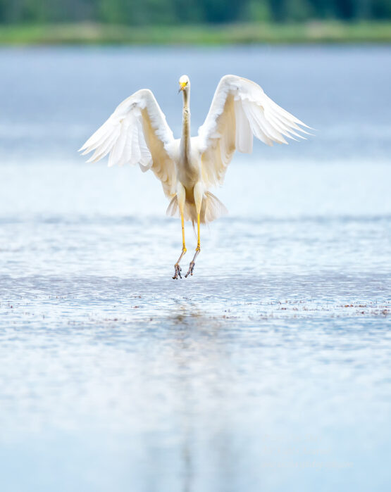 Great White Egret, Kemeri National Park, Latvia. Tamron 600mm