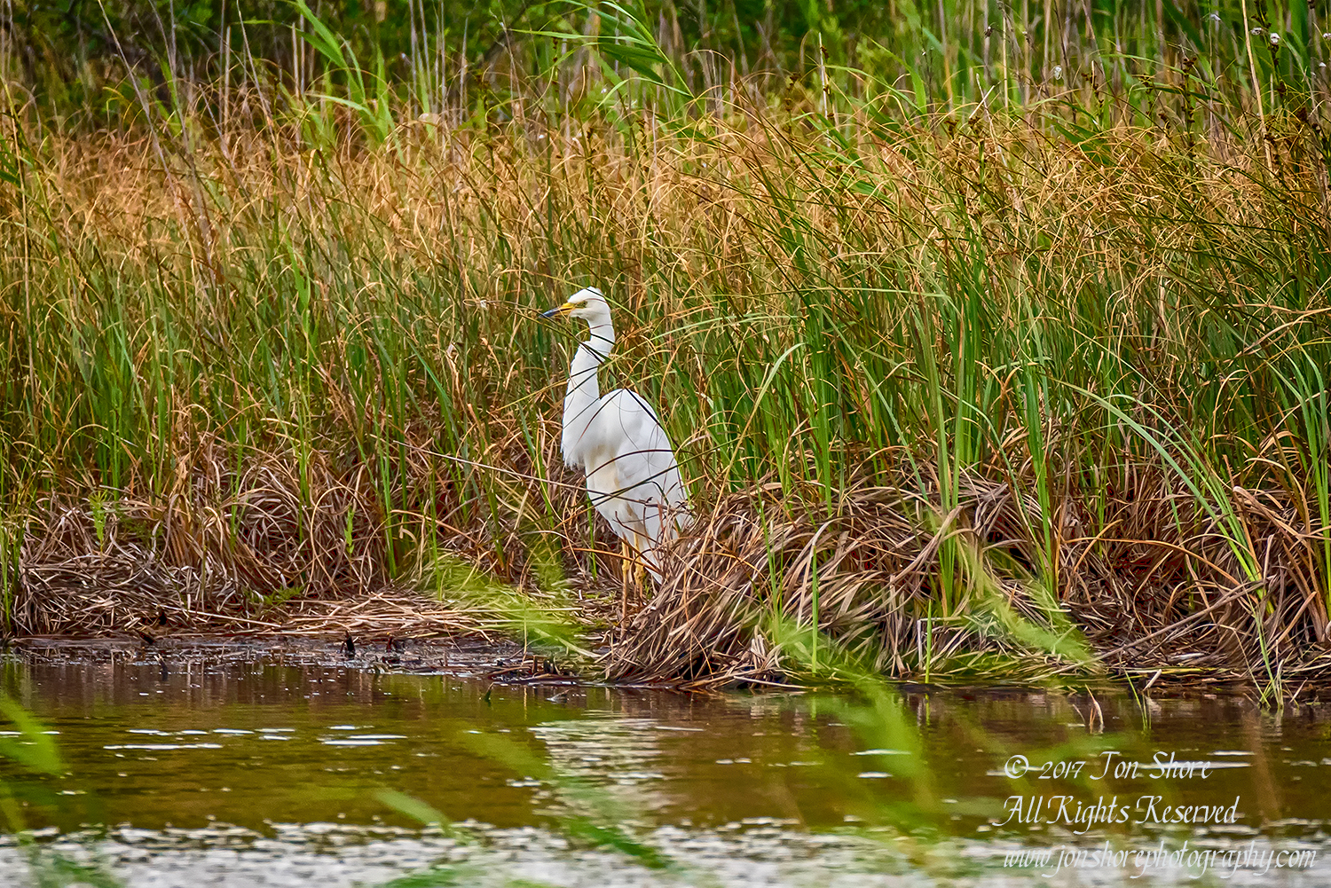 Great White Egret, Kemeri National Park. Tamron 600mm