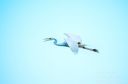 Great White Egret, Kemeri National Park, Latvia. Tamron 600mm