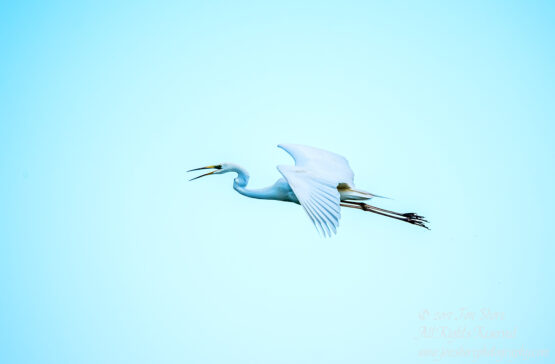 Great White Egret, Kemeri National Park, Latvia. Tamron 600mm