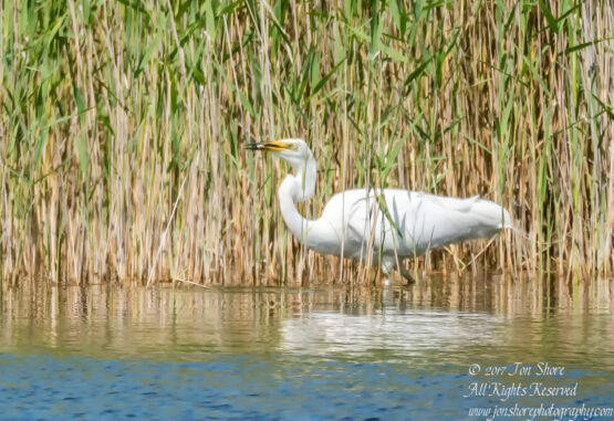 Great White Egret, Kemeri National Park, Latvia. Tamron 600mm