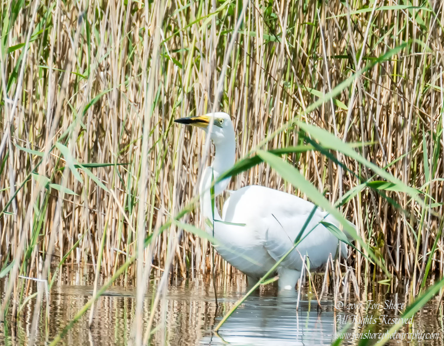 Great White Egret, Kemeri National Park, Latvia. Tamron 600mm