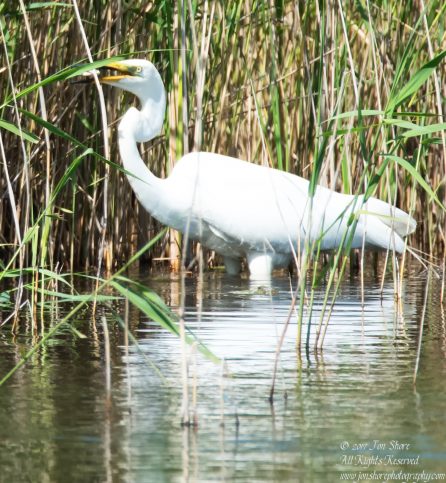 Great White Egret, Kemeri National Park, Latvia. Tamron 600mm
